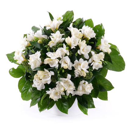 03000581_elite-weisse-freesien