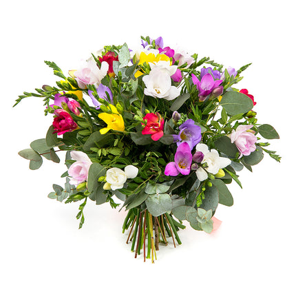 03000592_elite-bunte-freesien