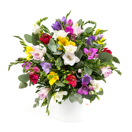 03000592_elite-bunte-freesien