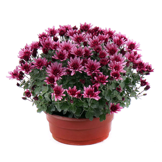 03000627_violette-chrysantheme