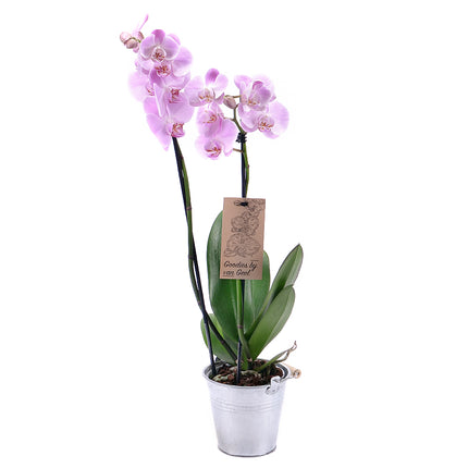 03000628_violette-orchidee-im-metallubertopf