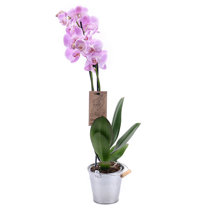03000628_violette-orchidee-im-metallubertopf