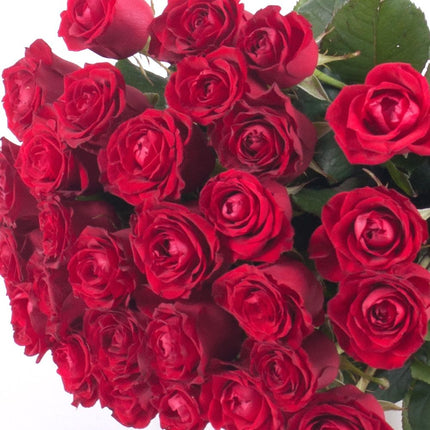 03000638_amore-25-rote-rosen-55-cm