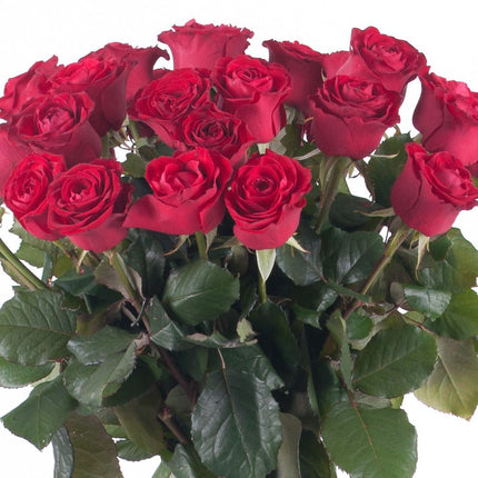 03000638_amore-25-rote-rosen-55-cm