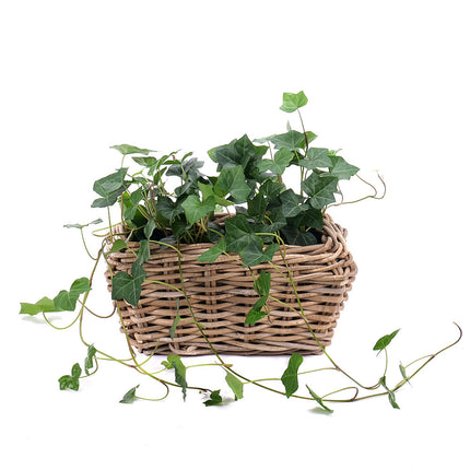 03000688_hedera-im-weidengefass