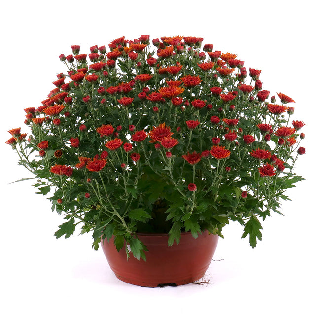 03000689_braune-chrysantheme