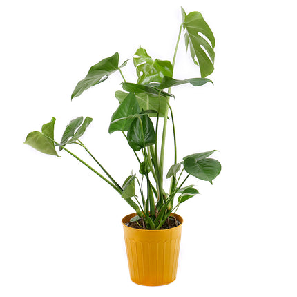 03001313_monstera-im-metallgefass