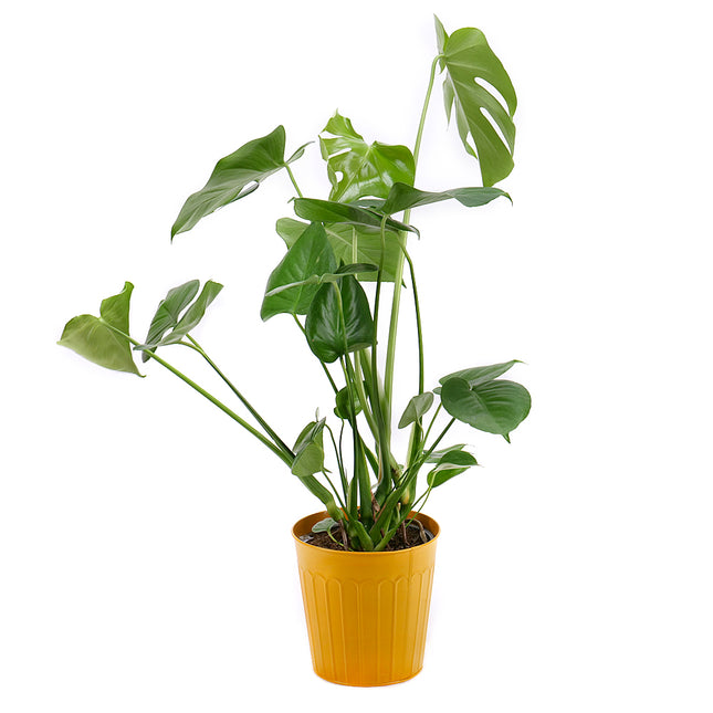 03001313_monstera-im-metallgefass