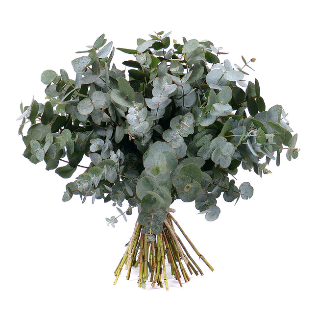 03001329_nature-strauss-mit-eukalyptus