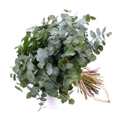 03001329_nature-strauss-mit-eukalyptus