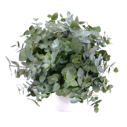 03001329_nature-strauss-mit-eukalyptus
