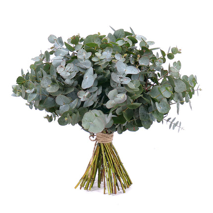 03001329_nature-strauss-mit-eukalyptus