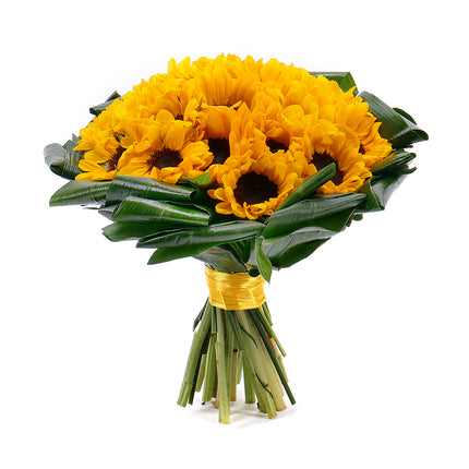 03001366_passion-sonnenblumen