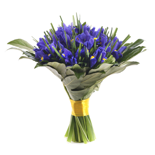 03001406_perla-blaue-iris