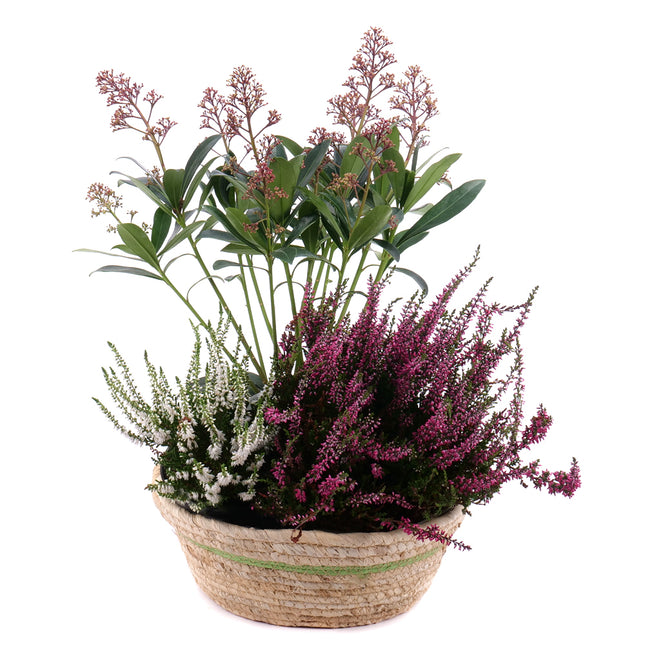 03001437_naturliches-arrangement-im-rattanubertopf