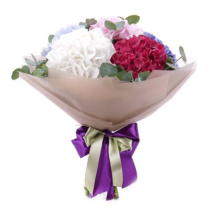 03001565_sweet-farbige-hortensien