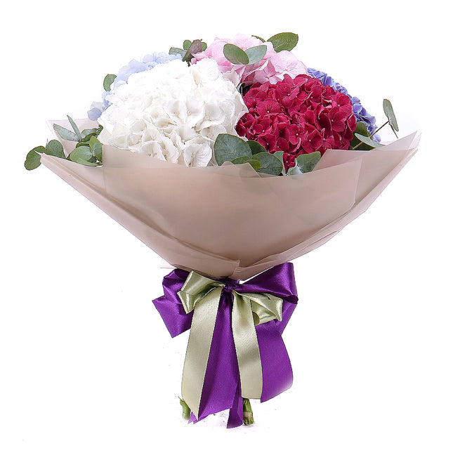 03001565_sweet-farbige-hortensien