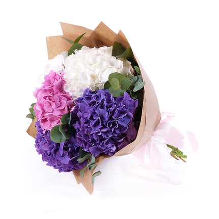 03001565_sweet-farbige-hortensien