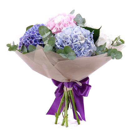 03001565_sweet-farbige-hortensien