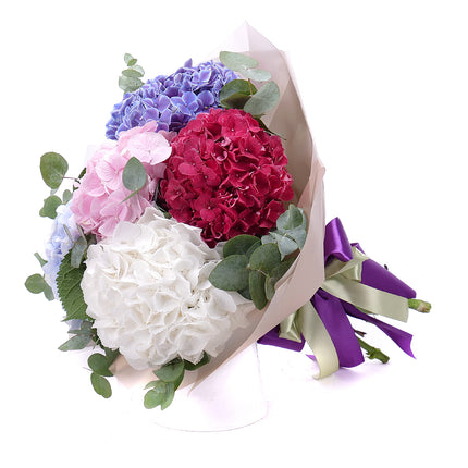 03001565_sweet-farbige-hortensien