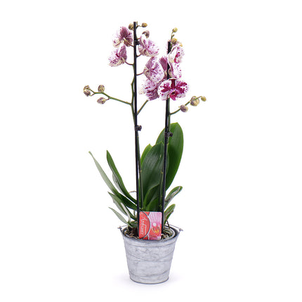 03001704_tiger-orchidee-im-metallgefass