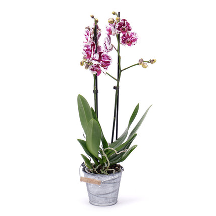 03001704_tiger-orchidee-im-metallgefass