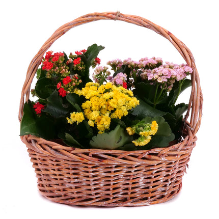 03001717_trio-kalanchoe-im-weidenkorb