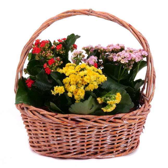03001717_trio-kalanchoe-im-weidenkorb