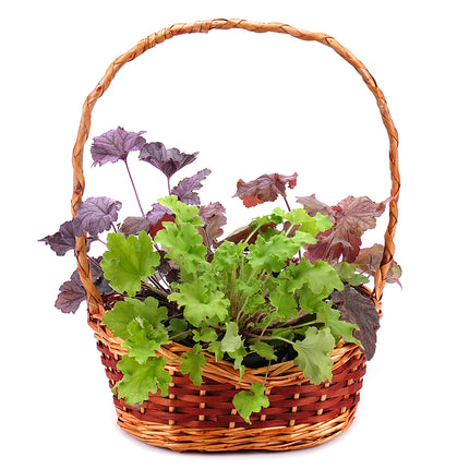 03001735_trio-heuchera-stauden