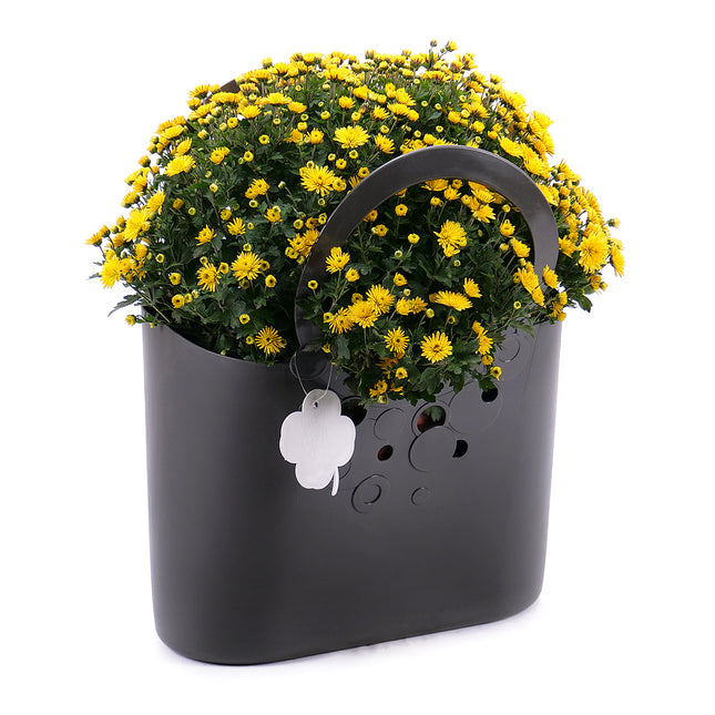 03001780_gelbe-chrysantheme-in-kunststoffhulle