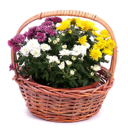 03001816_farbige-chrysantheme-im-weidenkorb-2