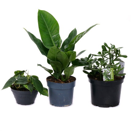 03001881_trio-mix-aus-zimmerpflanzen-2