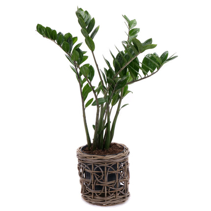 03001980_zamioculcas-im-rattanubertopf