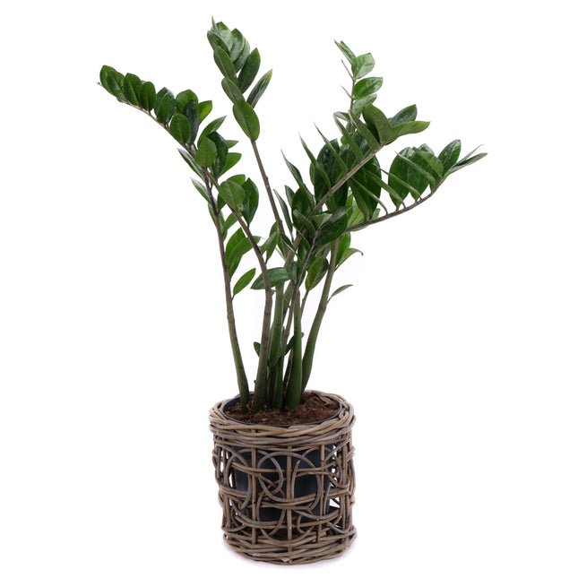 03001980_zamioculcas-im-rattanubertopf