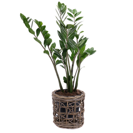 03001980_zamioculcas-im-rattanubertopf