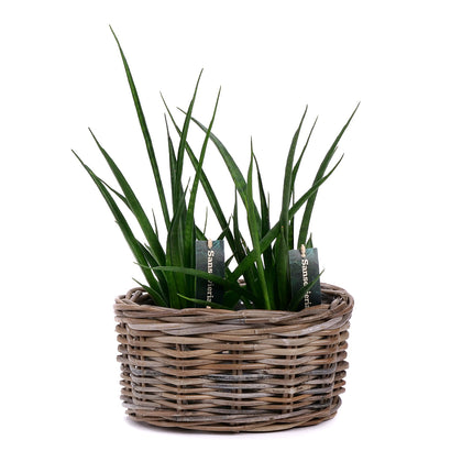 03001982_sansevieria-duo-im-rattanubertopf