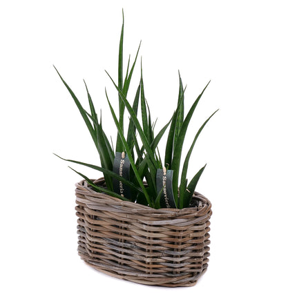 03001982_sansevieria-duo-im-rattanubertopf
