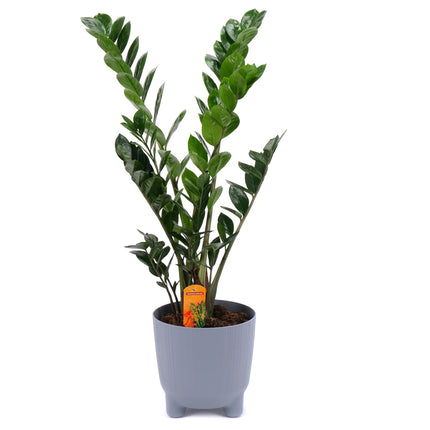 03001983_zamioculcas-im-kunststofftopf
