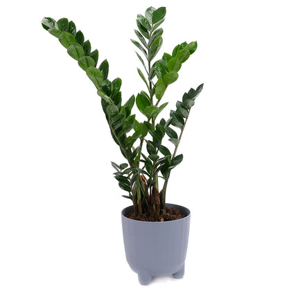 03001983_zamioculcas-im-kunststofftopf
