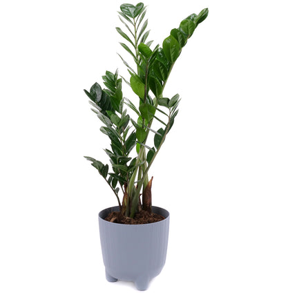 03001983_zamioculcas-im-kunststofftopf