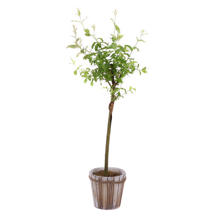 03002008_salix-im-holzubertopf