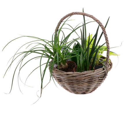 03002081_zimmerpflanzen-mix-im-rattanubertopf-2