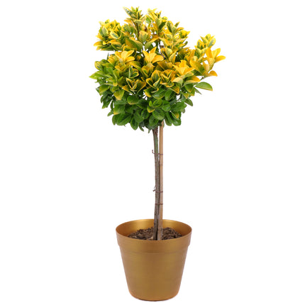 03002098_euonymus-in-kunststoffverpackung