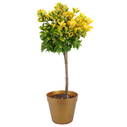 03002098_euonymus-in-kunststoffverpackung