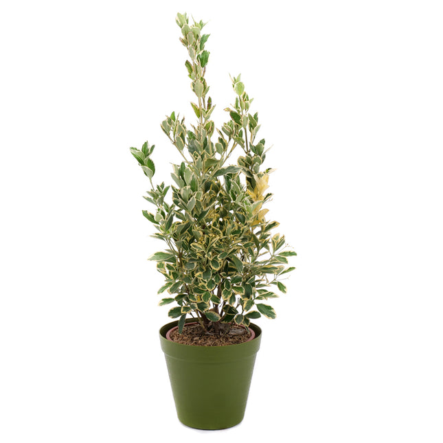 03002099_euonymus-im-kunststoffbehalter