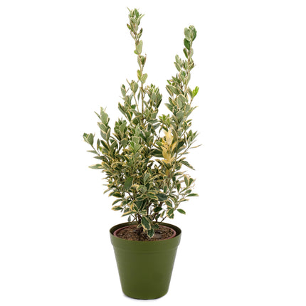 03002099_euonymus-im-kunststoffbehalter