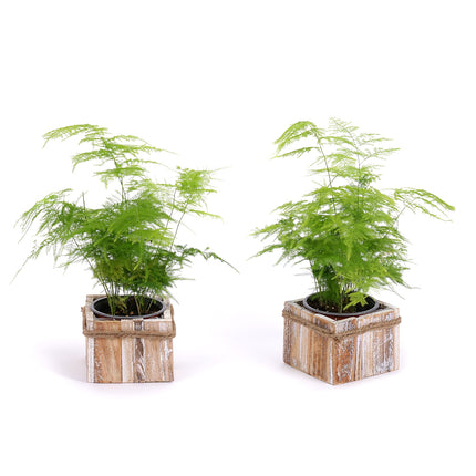 03002107_duo-spargel-in-einer-holzbox