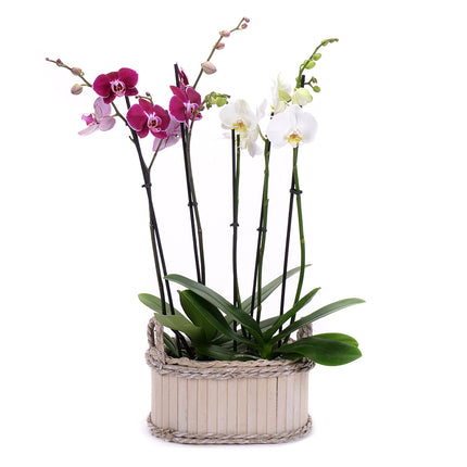03002108_duo-orchidee-in-holzbox-2