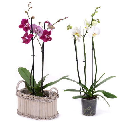 03002108_duo-orchidee-in-holzbox-2