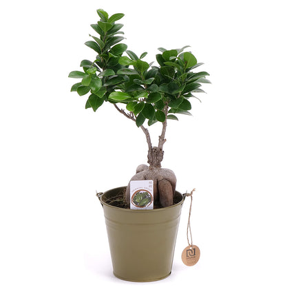 03002115_ficus-im-zinkeimer